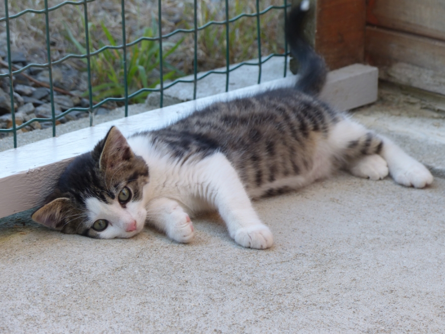 Le Banc Des Hermelles Pension Elevage PENSION CHATS ET CHIENS 2