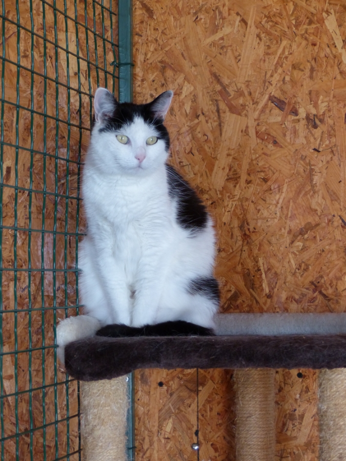 Le Banc Des Hermelles Pension Elevage PENSION CHATS ET CHIENS 8